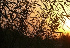 مناظر طبیعی