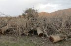شهر باران، شهر بی‌درخت و سایه