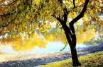 تابستان رخت سفر برتن کرد و پاییز با چمدانی خاطره آمد
