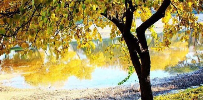 تابستان رخت سفر برتن کرد و پاییز با چمدانی خاطره آمد